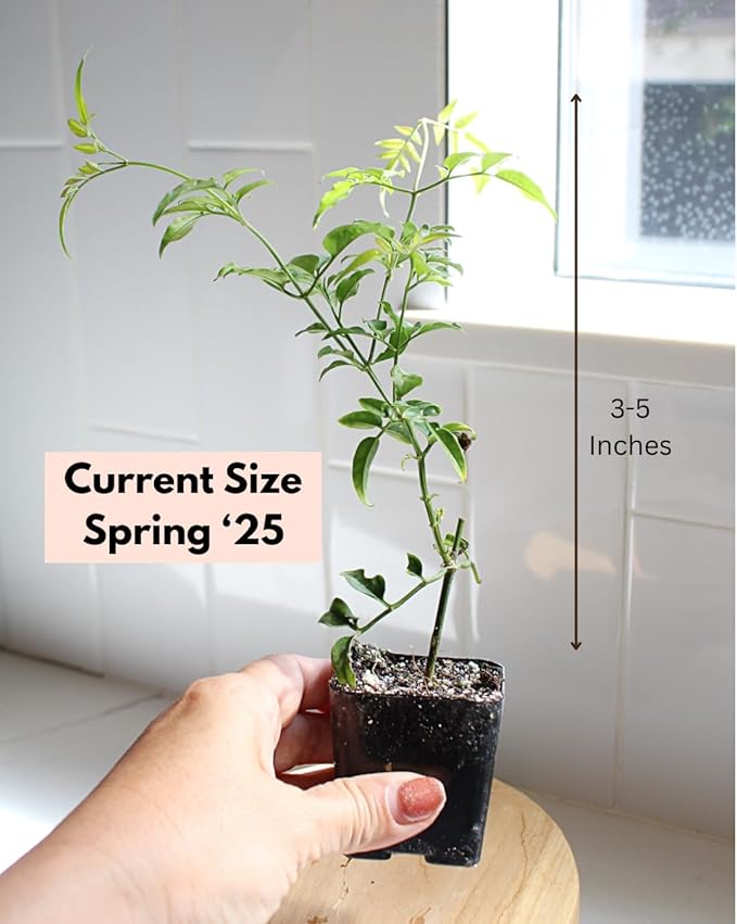 My Shelfie - Mini Pink Jasmine Plant Vine Starter in 2-Inch Pot, Live Plants Outdoor Setting, 3-5 Inches, Pet-Friendly, 1-Piece