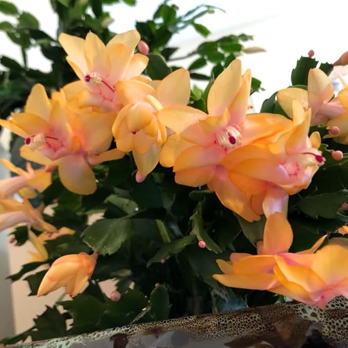 Set 2 Christmas Cactus Plants Live, Hanging Baskets Houseplants, Holiday Cactus Indoor Plants Live Well-Rooted 4-9" Tall, No Pot (Yellow)