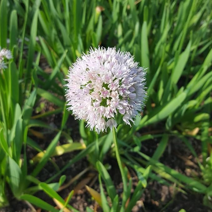Gardens Best Graceful Beauty Alliums – 30 Bulbs - White Star-Shaped Flowers | Easy-Grow Spring Perennials | Deer Resistant | Attracts Bees & Butterflies | Zones 4–9