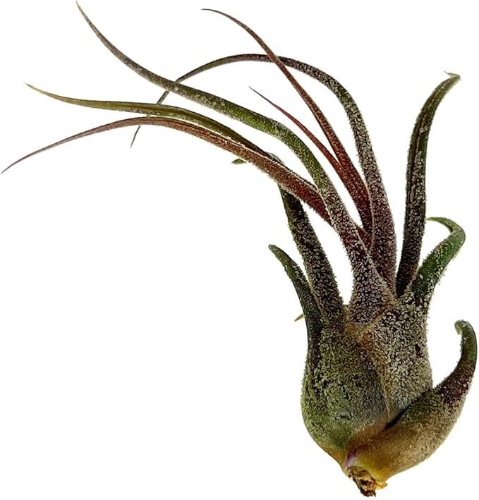 ragnaroc Air Plants - Tillandsia Pruinosa, Large 3-5" - 2ct - Live Arrival Guaranteed - House Plants for Home Decor & Gift