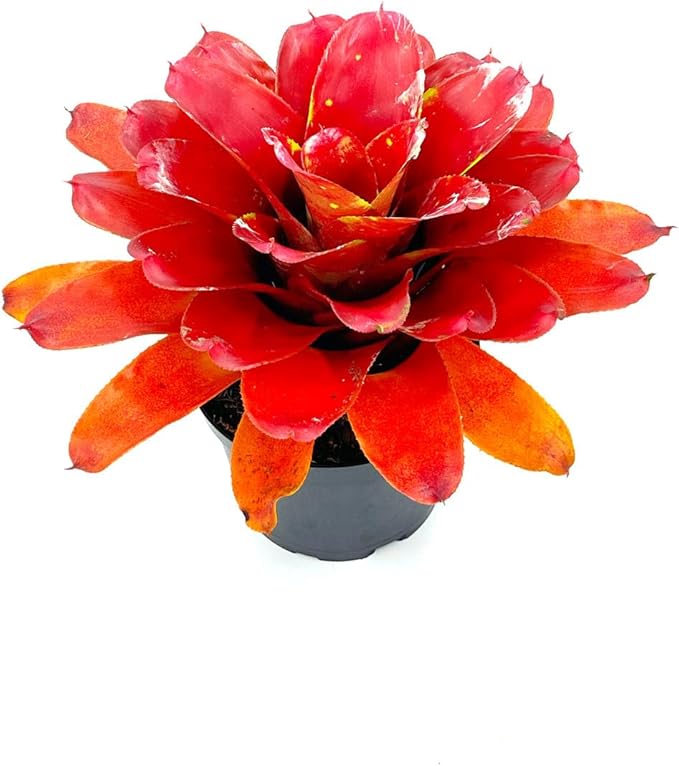 ragnaroc Live Plants – Bromeliad Neoregelia Lamberts Pride, 8-12" in 6" Pot - 1ct - Live Arrival Guaranteed - House Plants for Home Decor & Gift