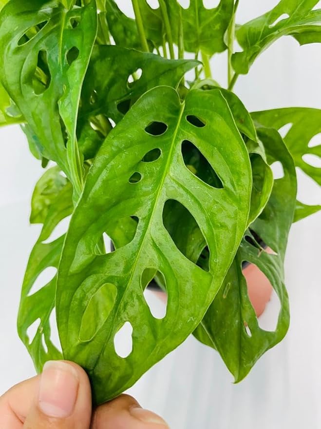 CoollectivePlants Monstera Swiss Cheese – Live Monstera Adansonii Plant in 6″ Grower’s Pot, Indoor Swiss Cheese Houseplant, Includes UniHeat Pack for Winter Protection