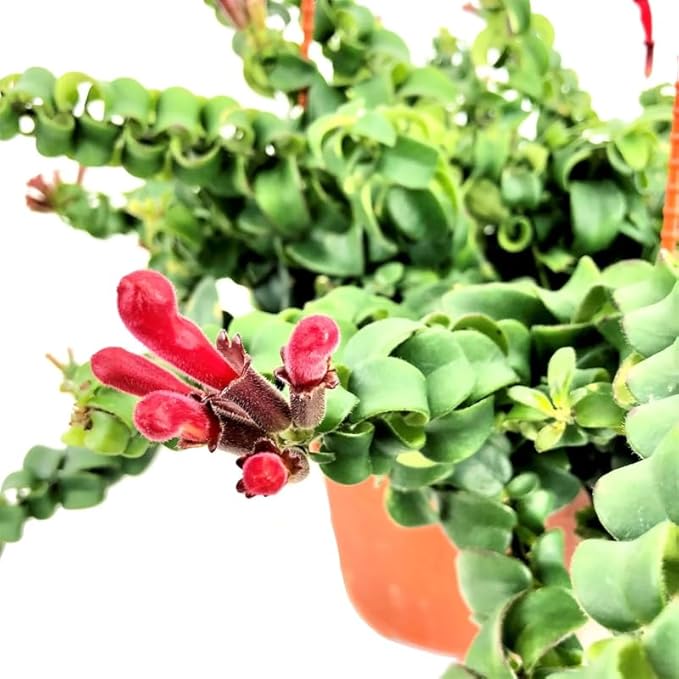 Random Lipstick Plans Live Houseplants in Pot, Aeschynanthus Red Flower Vine Décor Office, Desk Indoor Outdoor Growing