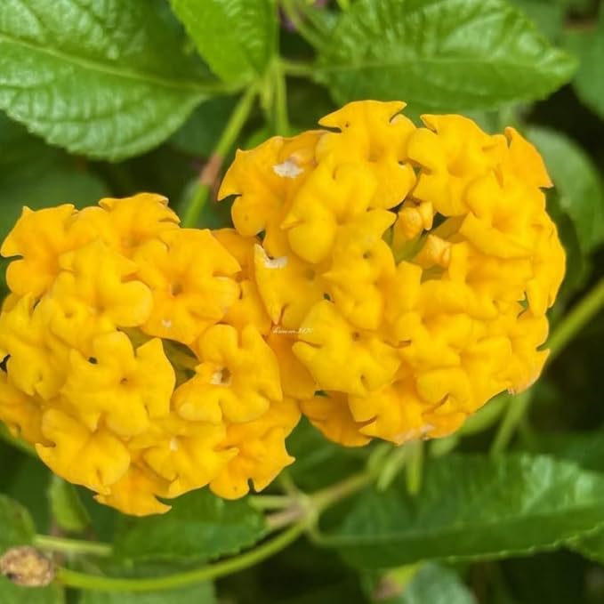 2 Trailing Lantana Plants Live, Lantana Live Plants for Planting Outdoors Between 5 and 7 Inc Long Garden (Yellow)