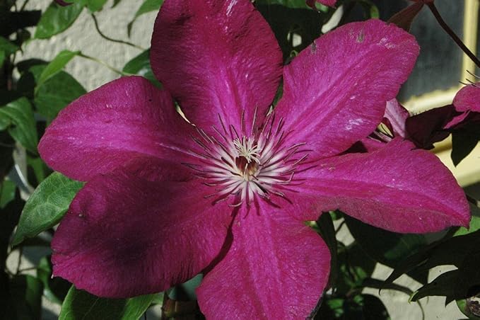 Clematis Cardinal Wyszynski Vine - 10 Live Plants in 4 Inch Growers Pots - Clematis 'Cardinal Wyszynski' - 2 Years Old Ready to Be Planted - Bold and Beautiful Crimson Flowering Vine