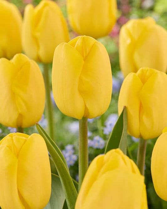 Big Smile Darwin Hybrid Tulip Bulbs for Planting - Stunning Yellow Blooms, Perennial, Top Size Bulbs (10 Bulbs)