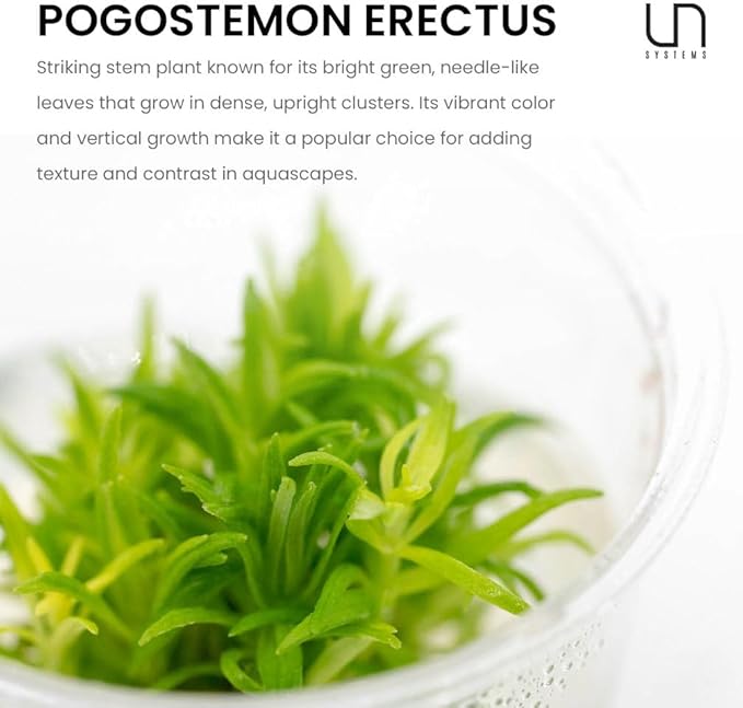 Ultum Nature Systems Live Tissue Culture - Pogostemon Erectus - Moderate - Medium to High Light - Bright Green Accent - Background - 100% Snail Free Grown in-Vitro - Regular Cup