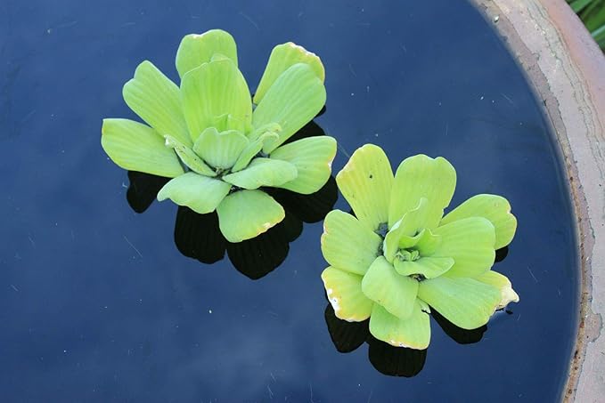 Floating Plants for Water Gardens and Ponds (Water Lettuce)