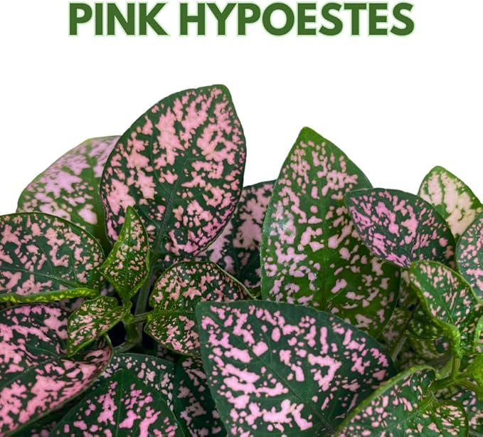 BubbleBlooms Pink Hypoestes Phyllostachya in a 4 inch Pot Polka Dot Flamingo Plant