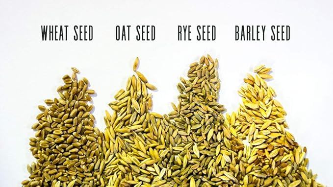 Thunder Acres 4 Seed Sample Pack - Wheat, Oat, Rye, Barley
