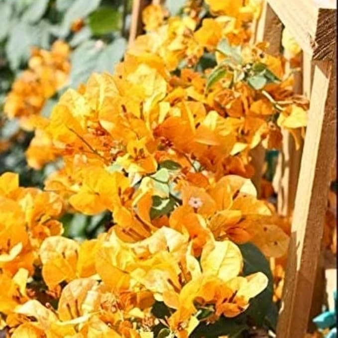 2 Bougainvillea Plants Live, Trailing Flowering Vines, 5-9” Tall, Well-Rooted Bougainvillea Trees for Outdoor Garden or Patio (Yellow Bougainvillea)