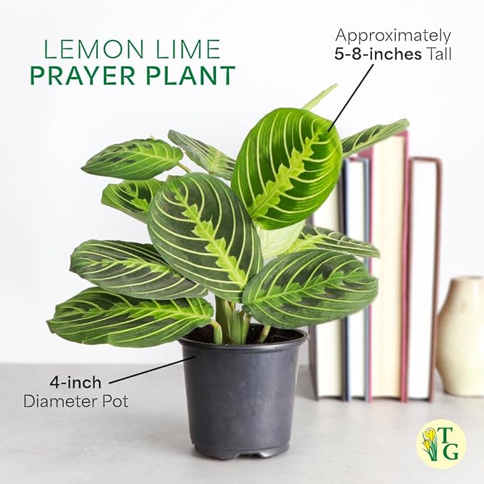 Thorsen's Greenhouse Lemon Lime Prayer Plant, Live Indoor Plant, Pet Friendly, Attractive Houseplant, Lemon Maranta, Natural Air Purifier, Easy to Grow, 4" Diameter Pot (Blush)