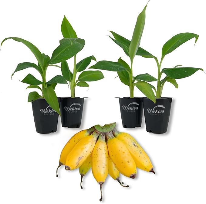 Truly Tiny Banana Tree - 4 Live Starter Plants - Musa - Edible Fruit Bearing Tree for The Patio and Garden