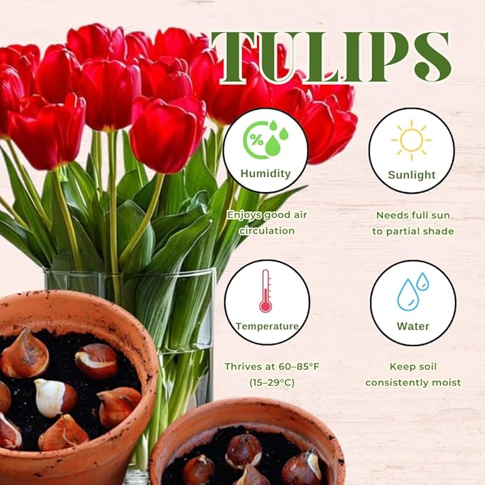 20 Tulip Bulbs for Fall Planting, Top Size Tulips Bulbs Perennial Flowers, Vibrant Spring Blooms, Easy Fall Planting (Red Tulip Collection)