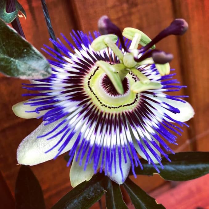 Passion Flower Plant Live, 5 to 8 Inch Tall Passiflora Vine, Fragrant Climbing Plant for Garden or Trellis, No Pot, Well-Rooted (Blue Passion Flower)
