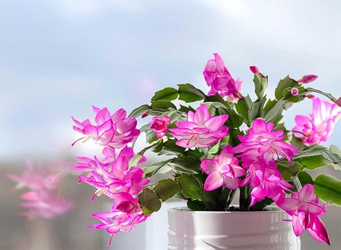 American Plant Exchange Live Christmas Cactus 4-Pack – 4-Inch Pot Cover – Easy Care Flowering Succulents with Festive Blooms for Holiday Home Décor, Kitchens, Offices & Indoor Winter Displays