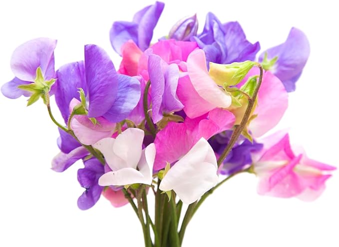 Dwarf Bijoux Sweet Pea Mixed Seeds - Approximately 65 Seeds…
