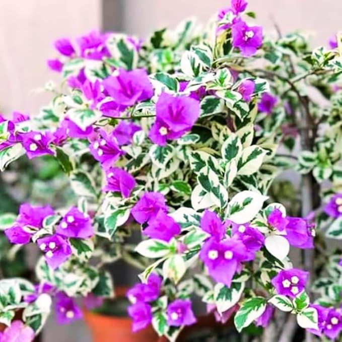 2 Bougainvillea Plants Live, Trailing Flowering Vines, 5-9” Tall, Well-Rooted Bougainvillea Trees for Outdoor Garden or Patio (Blueberry Ice Bougainvillea)