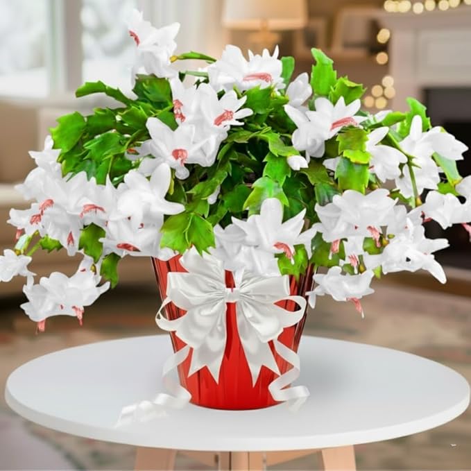 1 Thanksgiving Christmas Cactus Plants Live in 4" Pot, Houseplant Holiday Cactus, Vibrant Single Color Blooms Indoor Outdoor, Zygocactus Like, Winter Hardy (White)