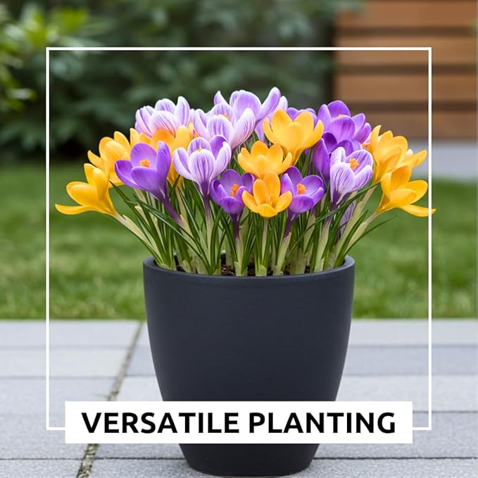 Mixed Crocus Bulbs for Planting - 5 Large Bulbs – Vibrant Purple and Blue Perennial Flowers – Spring Garden Bulb Mix - Versitle Planting