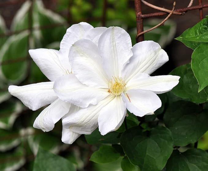 Candida Clematis Vine - 10 Live Plants in 4 Inch Growers Pots - Clematis 'Candida' - 2 Years Old Ready to Be Planted - Bold and Beautiful Purple Flowering Vine