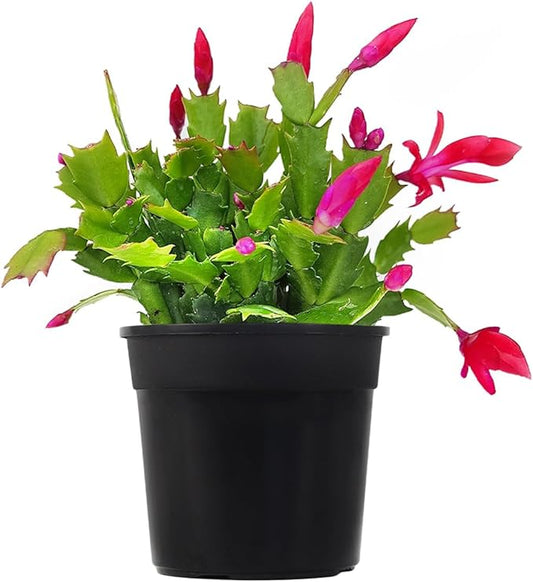 Christmas Cactus Thanksgiving Cactus (4 inch + Plastic Pot) - Red/Pink/White Zygocactus - Holiday Decorating with Cacti and Succulents - Christmas Gift Ideas 2025