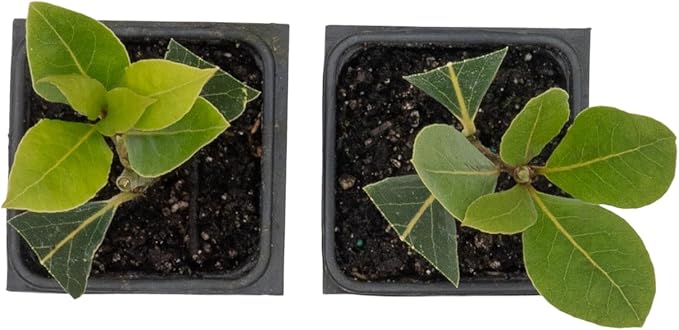 2 Live Bay Laurel Plants (Laurus Nobilis) – Aromatic Culinary Herb, Thriving in 2.5" Nursery Cubes