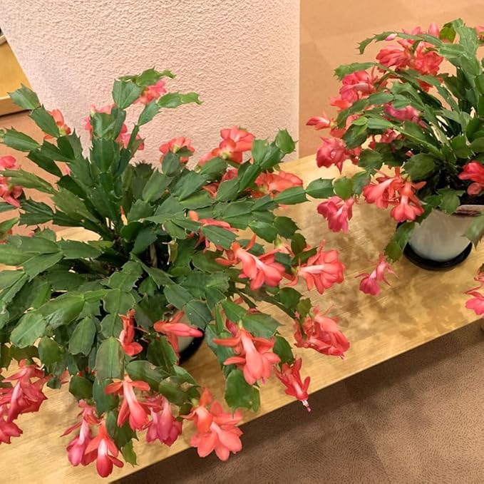 Christmas Cactus Plants Live, Thanksgiving Cactus Easter Cactus Like, 4-8 Inc Tall, Cold Hardy, Holiday Cactus for Indoor Outdoor Planting, Starter Size (Orange)