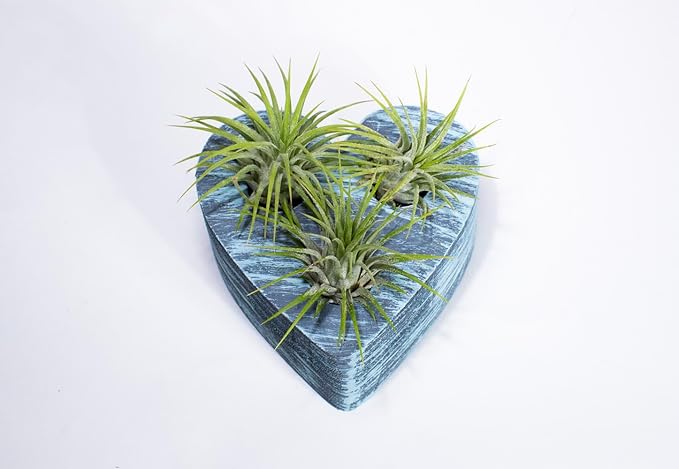Air Plants - Tillandsia Ionantha - Organically Enhanced Color - Live Arrival Guaranteed - House Plants for Home Decor & Gift (Coastal Turquoise - Green)