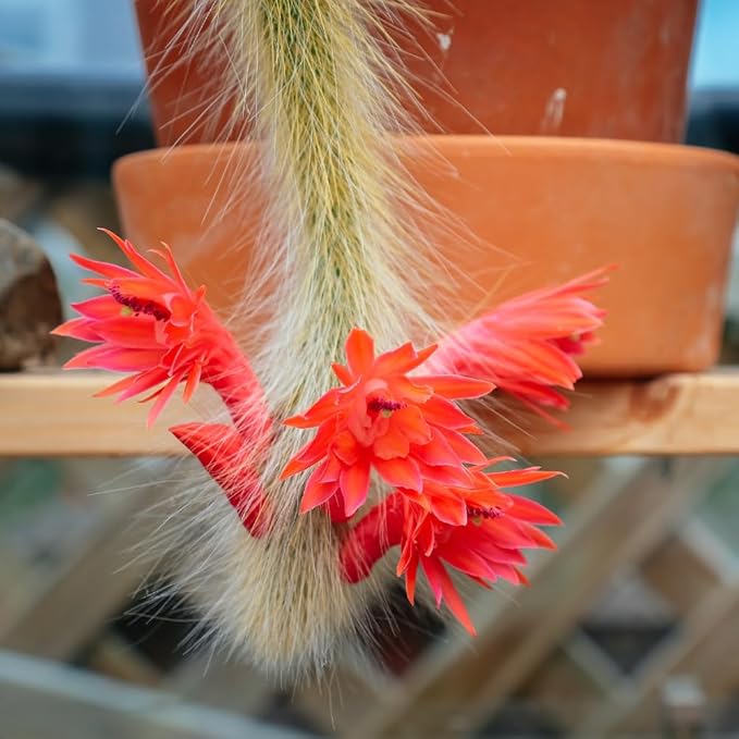 Monkey Tail Cactus Live Plant in 2" Pot, 1 Tail Houseplant for Hanging Baskets, Trailing Succulent Plants Live, Red Blooms