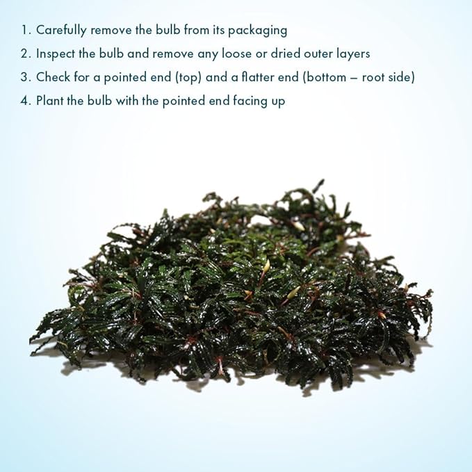 SubstrateSource Live Plants – Bucephalandra Belindae (Bucephalandra belindae) – Low to Medium Light, Dark Iridescent Green Color, Foreground to Midground Placement, Rhizome Growth - Loose, 1 Pack