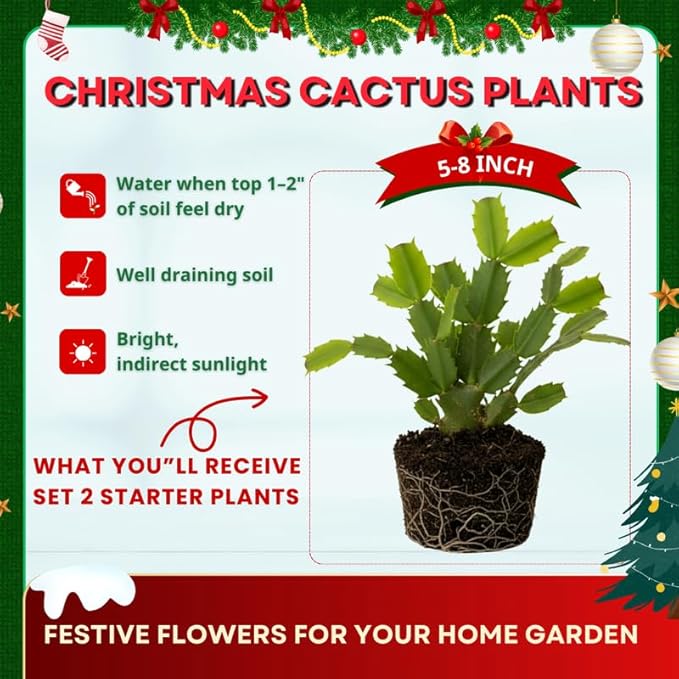 2 Orange Christmas Cactus Plants Live, 4 to 7 Inch Tall Colorful Christmas Cactus, Holiday Flower Houseplant, Indoor Outdoors Easy Care Plants for Home Garden