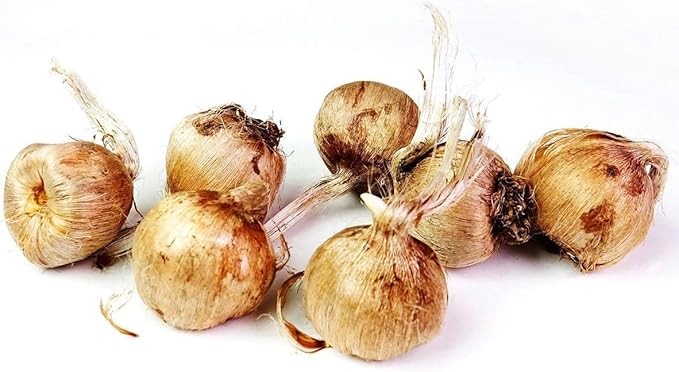 Saffron Crocus Bulbs - Long Lasting, Enhance Garden with Exquisite Flavor | Harvest Spice at Home - Low Maintenance & Easy to Grow - Autumn Bloomers (50 Pack)