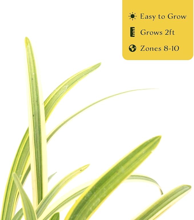 2 Pacific Grove Agapanthus in 3.5” Nursery Cubes (Agapanthus ‘Pacific Grove’) | Variegated Evergreen Perennial for Borders, Beds & Containers | Ready-to-Plant Live Starter Plants
