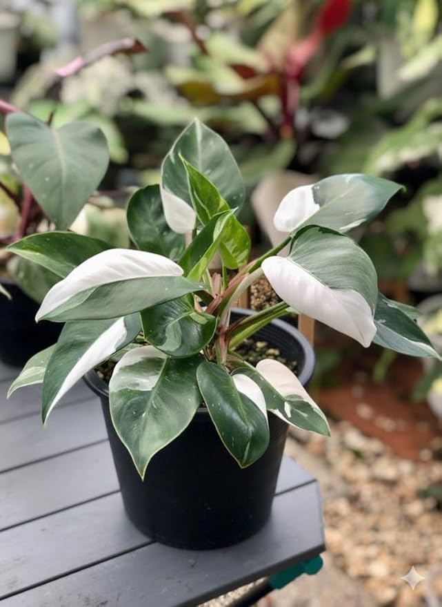 White Variegated Philodendron Live Plants, Unique Foliage Philodendron Plants, Rare Tropical Houseplant, No Pot, 4-8'' Tall
