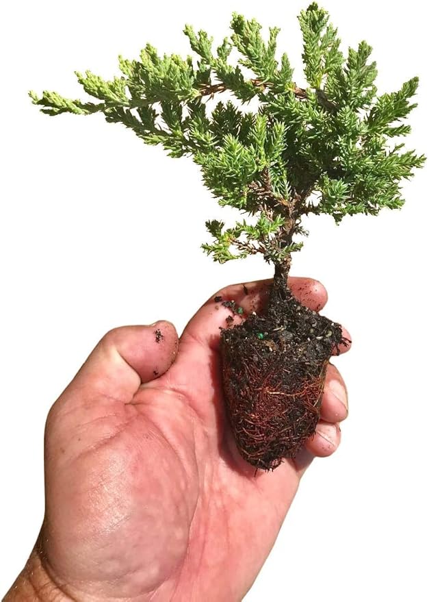 Juniper Procumbens Nana - 10 Live Plants - Drought Tolerant Evergreen Groundcover - Great for Bonsai