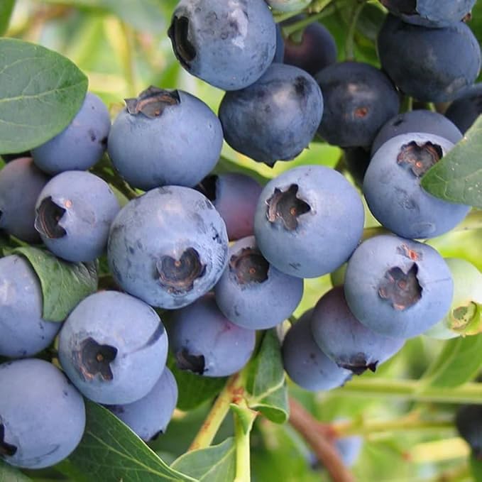 Mini Blue Blueberry Plant Live for Planting, 4-8 Inch Tall Starter Plant, Hardy Blueberry Bush for Garden or Patio