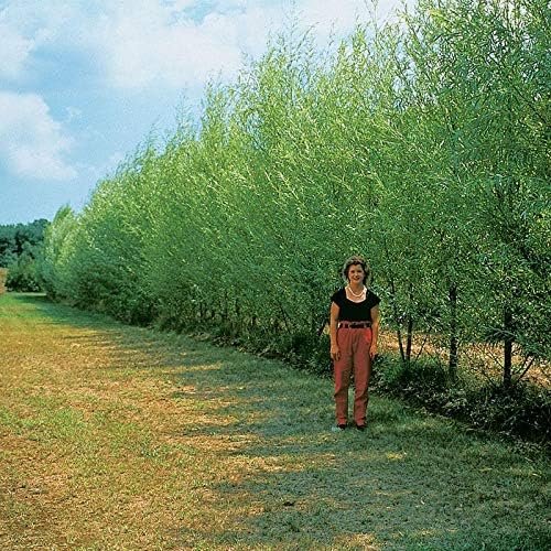 24 Jumbo Hybrid Willow Tree Cuttings - Approx 10 inches Tall, 5/8 in- 1+ Inch Thick Root Stock - Fast Privacy Shade Trees - Easy to Grow