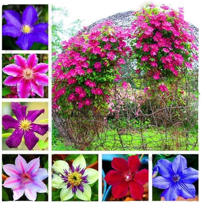 Random Clematis Vine Plants Live in Pot, 8 Months Old Seedlings Climbing Flowering, Outdoor Trellis Fences, Cold Hardy