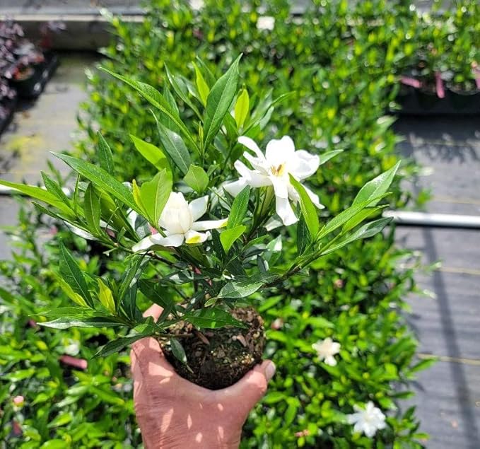 Frost Proof Gardenia - Live Plant - (1 QT)