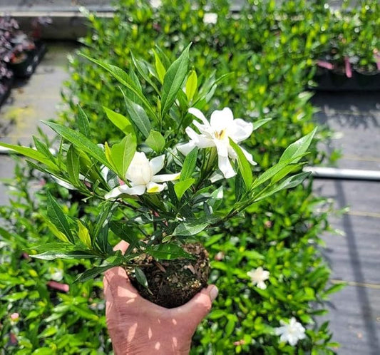 Frost Proof Gardenia - Live Plant - (1 QT)