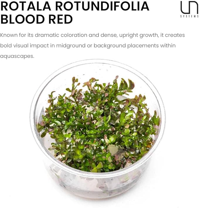 Ultum Nature Systems Live Tissue Culture - Rotala 'Blood Red' (Rotala rotundifolia) - Moderate - High Light - Deep Red Accent - Midground to Background - 100% Snail Free Grown in-Vitro - Regular Cup