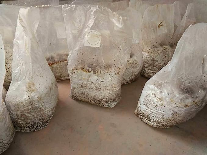 SUCOHANS Mushroom Bags - Large Size 8" X 5" X 19", 0.5 Micron Filter 3 Mil Polypropylene, for Substrate Mushroom Cultivation