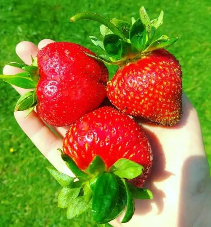 Strawberry Fresca Seeds – Fragaria × Ananassa | Perennial | Everbearing, Sweet & Juicy Garden Strawberry