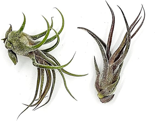 ragnaroc Air Plants - Tillandsia Pruinosa, Large 3-5" - 2ct - Live Arrival Guaranteed - House Plants for Home Decor & Gift