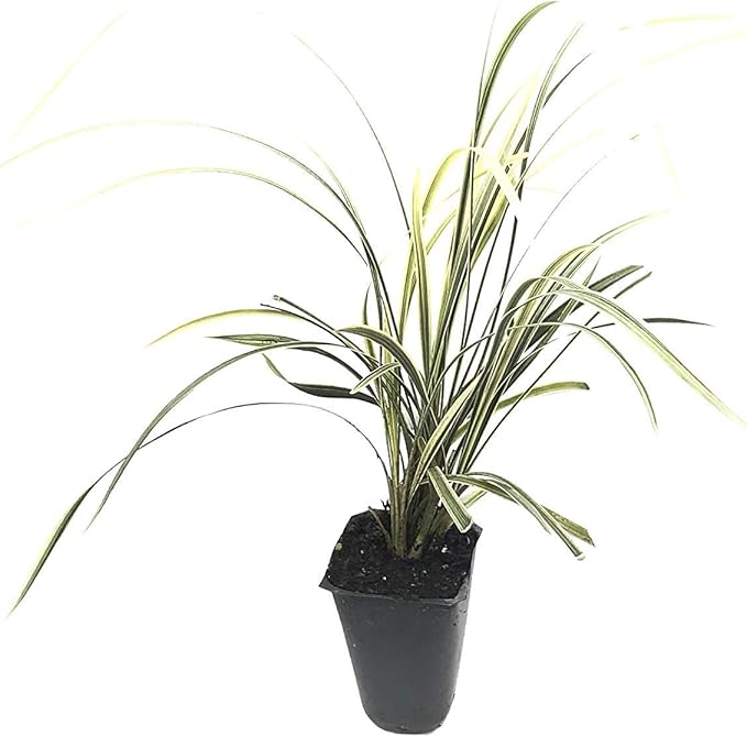 Aztec Grass - 30 Live Plants - Variegated Liriope - Ophiopogon Intermedius Argenteomarginatus