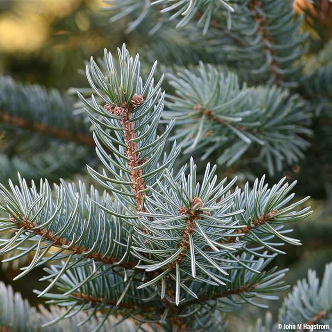 Black Hills Spruce Live Tree Plug Seedlings | 6"-12" | Arbor Day Foundation (3-Pack)