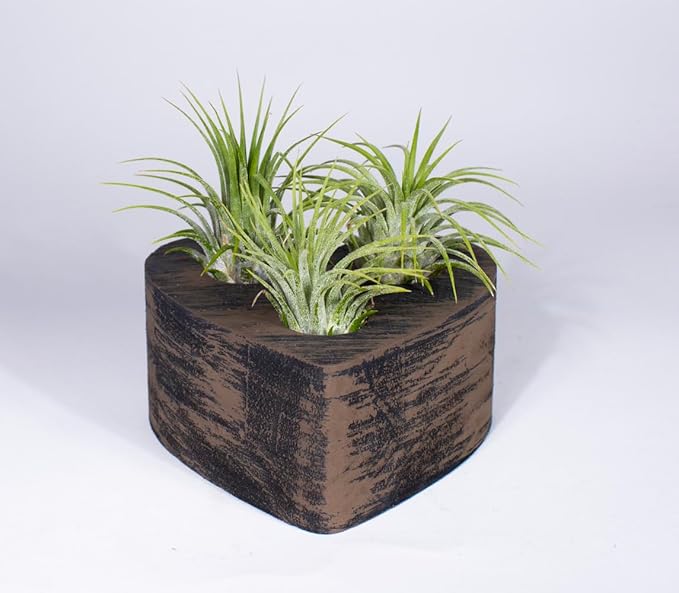 Air Plants - Tillandsia Ionantha - Organically Enhanced Color - Live Arrival Guaranteed - House Plants for Home Decor & Gift (Wicker Brown - Green)