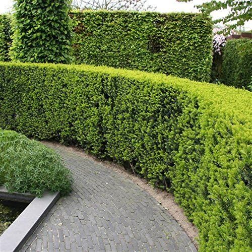 Podocarpus Japanese Yew | 3 Live Plants | Podocarpus Macrophyllus | Evergreen Shrub, Low Maintenance, Drought Tolerant, Privacy Screen Landscaping, Fast Growing, Ornamental Foliage
