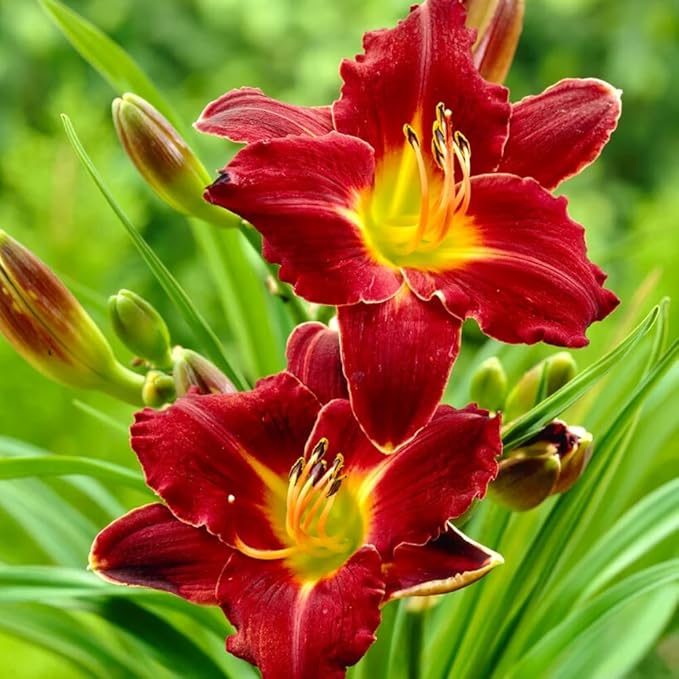 3 Red Daylily Bulbs for Planting, Reblooming Daylilies Bulbs, Perennial Flowers Bulbs